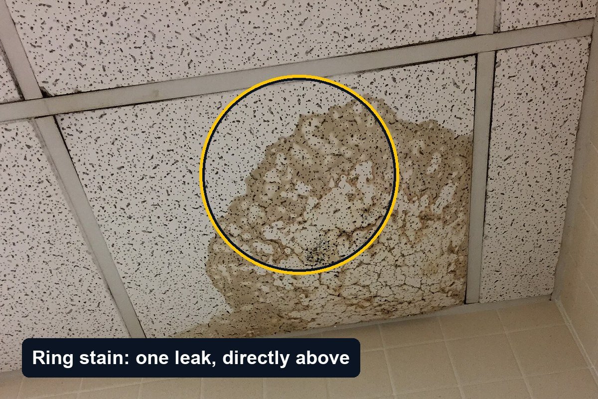 Suspended ceiling with one mineral-fibre tile carrying a large brown ring-shaped water stain, in a tiled washroom