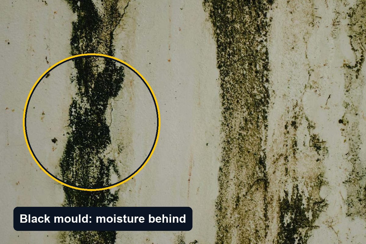 Black mould colony spreading across a basement wall