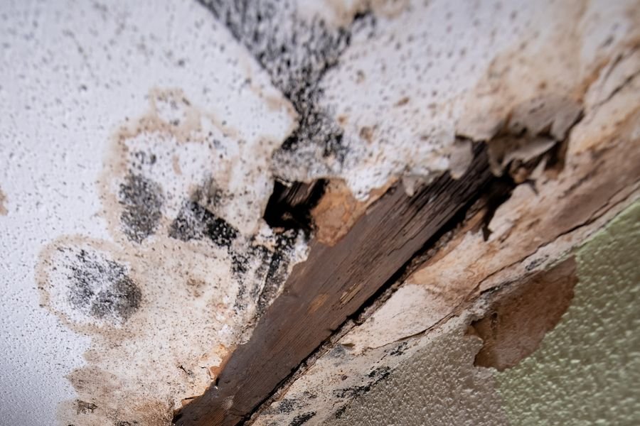 Ceiling corner with black mould across the plasterboard, a water stain spreading from it and a rotten timber joist exposed where the board has failed