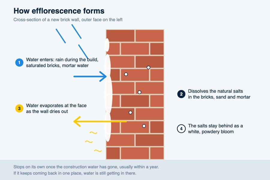 Diagram of a brick wall in cross-section showing water entering, dissolving salts inside the bricks and mortar, evaporating at the outer face and leaving a white bloom