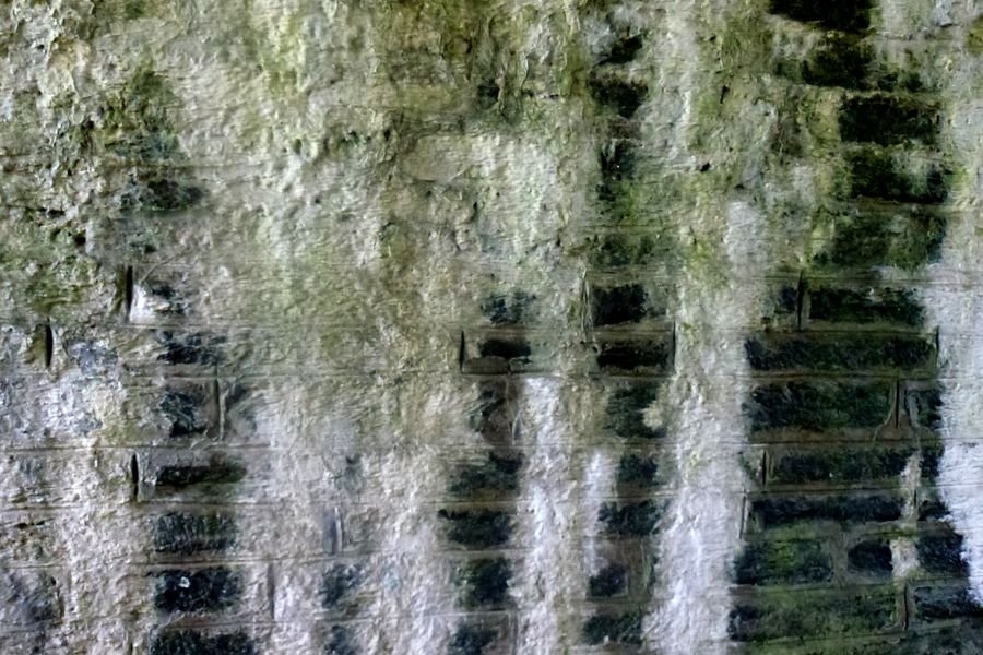 Old brick wall almost covered in thick white efflorescence with dark damp staining between the deposits